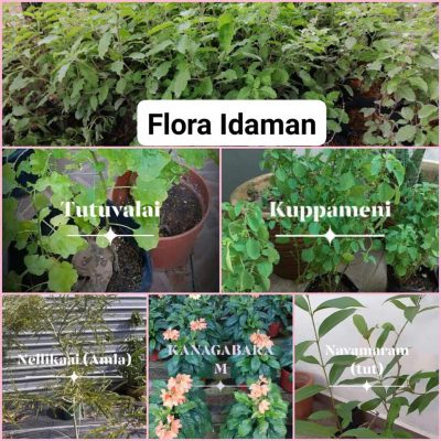 Indian Herbal Plants – FLORA IDAMAN