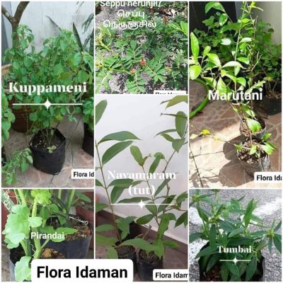 Indian Herbal Plants – FLORA IDAMAN